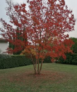 lagerstroemia-autunno-foglie-rosse