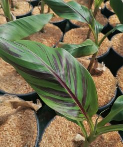 Musa-sikkimensis-red-tiger-codiferro