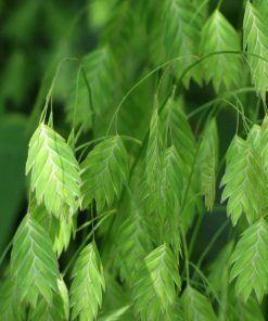 Chasmanthium latifolium – Uniola latifolia - Indian woodoats