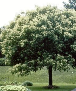 Tetradium daniellii – Albero del miele – Evodia daniellii – Bee bee tree