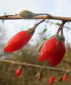 Alternative view of Gojy