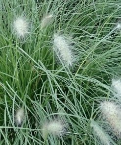 Alternative view of Pennisetum alopecuroides  “Little Bunny”