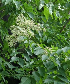 Alternative view of Tetradium daniellii – Albero del miele – Evodia daniellii – Bee bee tree