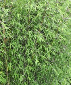 Alternative view of Fargesia angustissima - Borinda angustissima