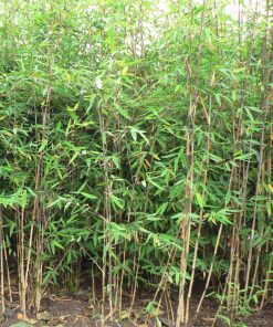 fargesia-viking-codiferro