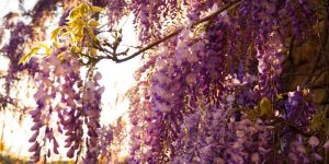 glicine-wisteria-codiferro