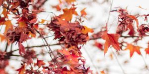 utunno-codiferro-fioritura