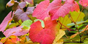 chilled-autunno-codiferro