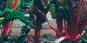 orto-ottobre-codiferro-blog