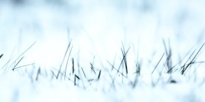 novembre-orto-codiferro