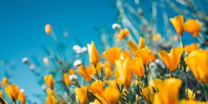 maggio-lavori-codiferro