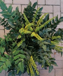 mahonia-charity-codiferro-firenze