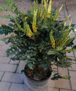 mahonia-x-media-charity-codiferro