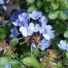 Plumbago-fiore-blu