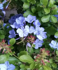 Plumbago-fiore-blu