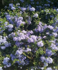 plumbago-fioritura-codiferro