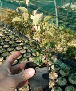 Trachelospermum-vaso7-codiferro-tricolor