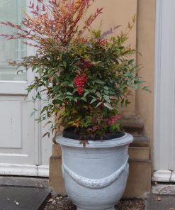 nandina-gulf-stream-codiferro-giardiniere-