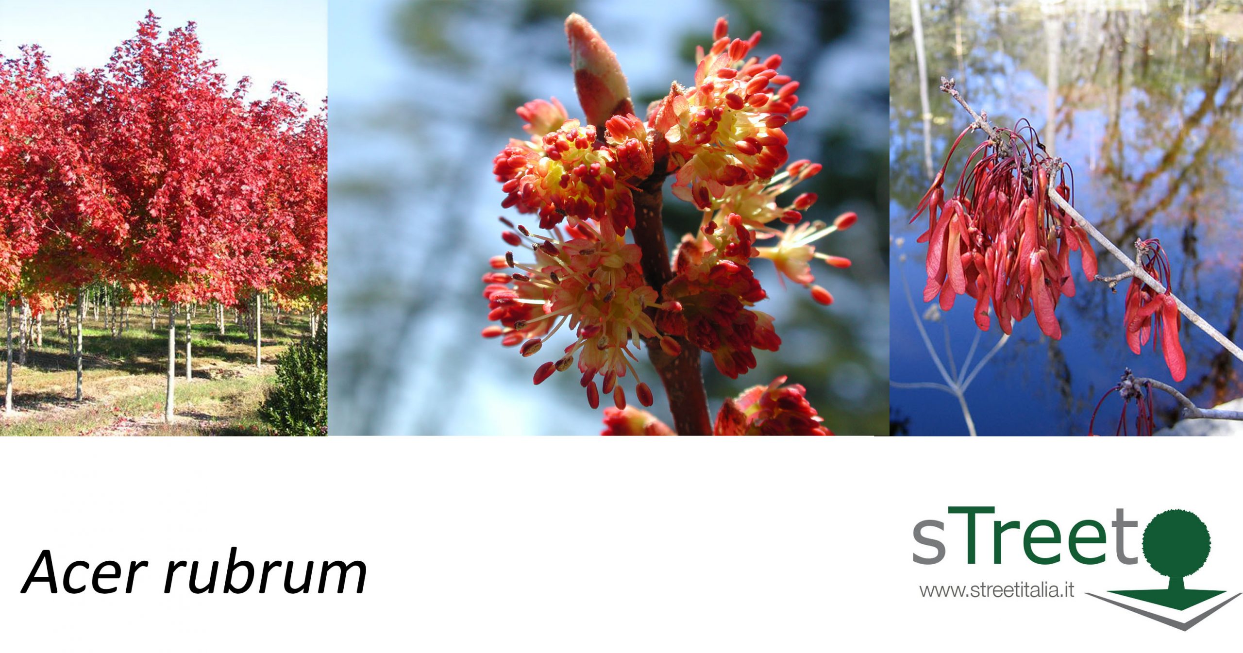 Acer-rubrum Acer rubrum