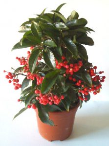 ardisia-crenata