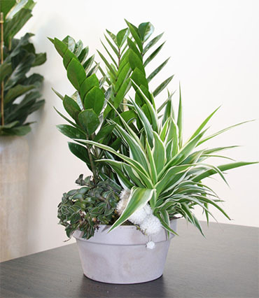 chlorophytum-piante-da-vaso