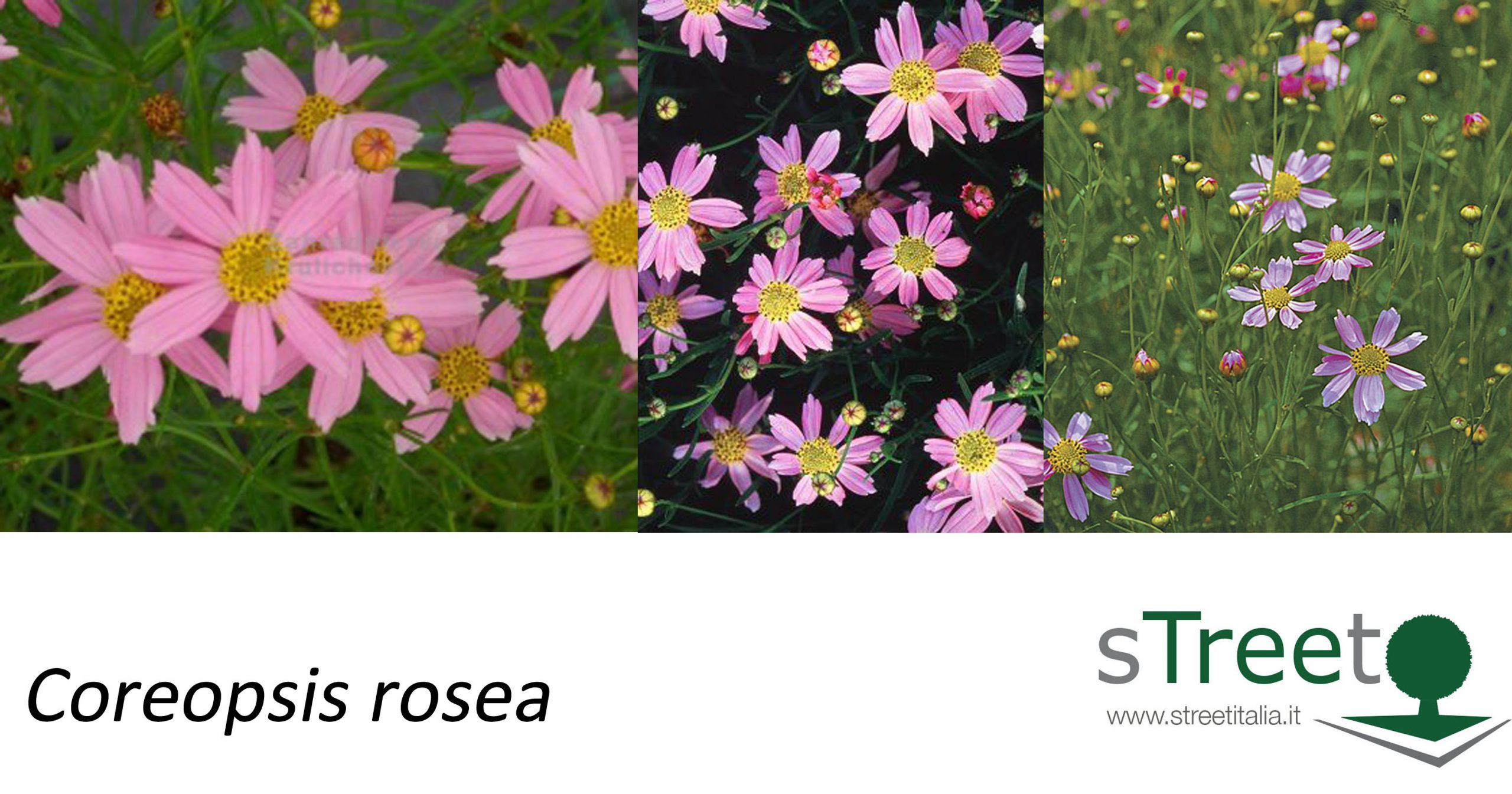 Coreopsis-rosea Coreopsis-rosea