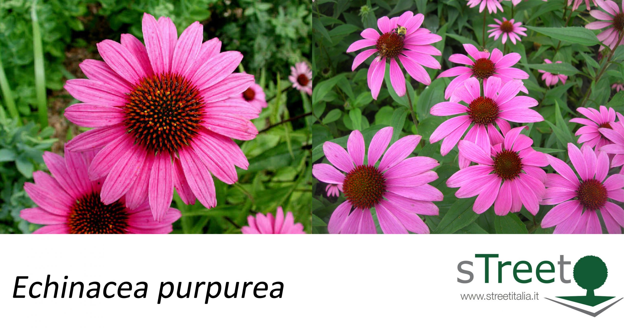 Echinacea purpurea echinacea purpurea