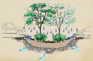 FOTO 1 - raingarden