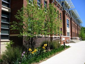 FOTO 3raingarden