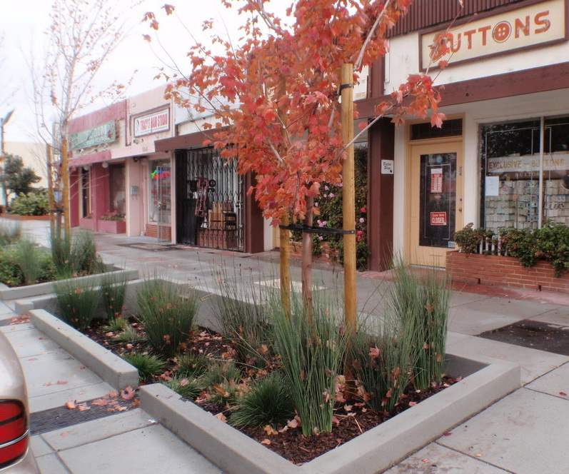 rain garden