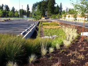FOTO 5raingarden