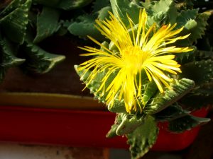 faucaria
