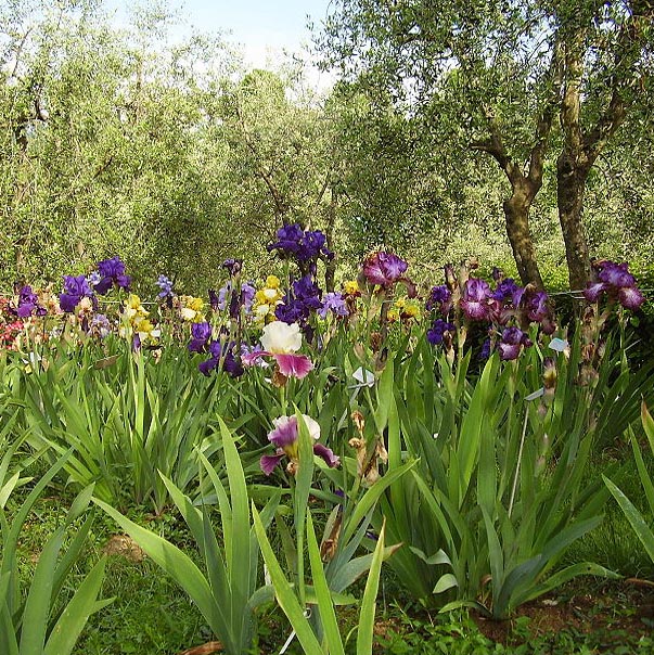Giardino_dell'iris_Firenze