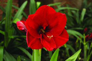 Hippeastrum-di-Natale