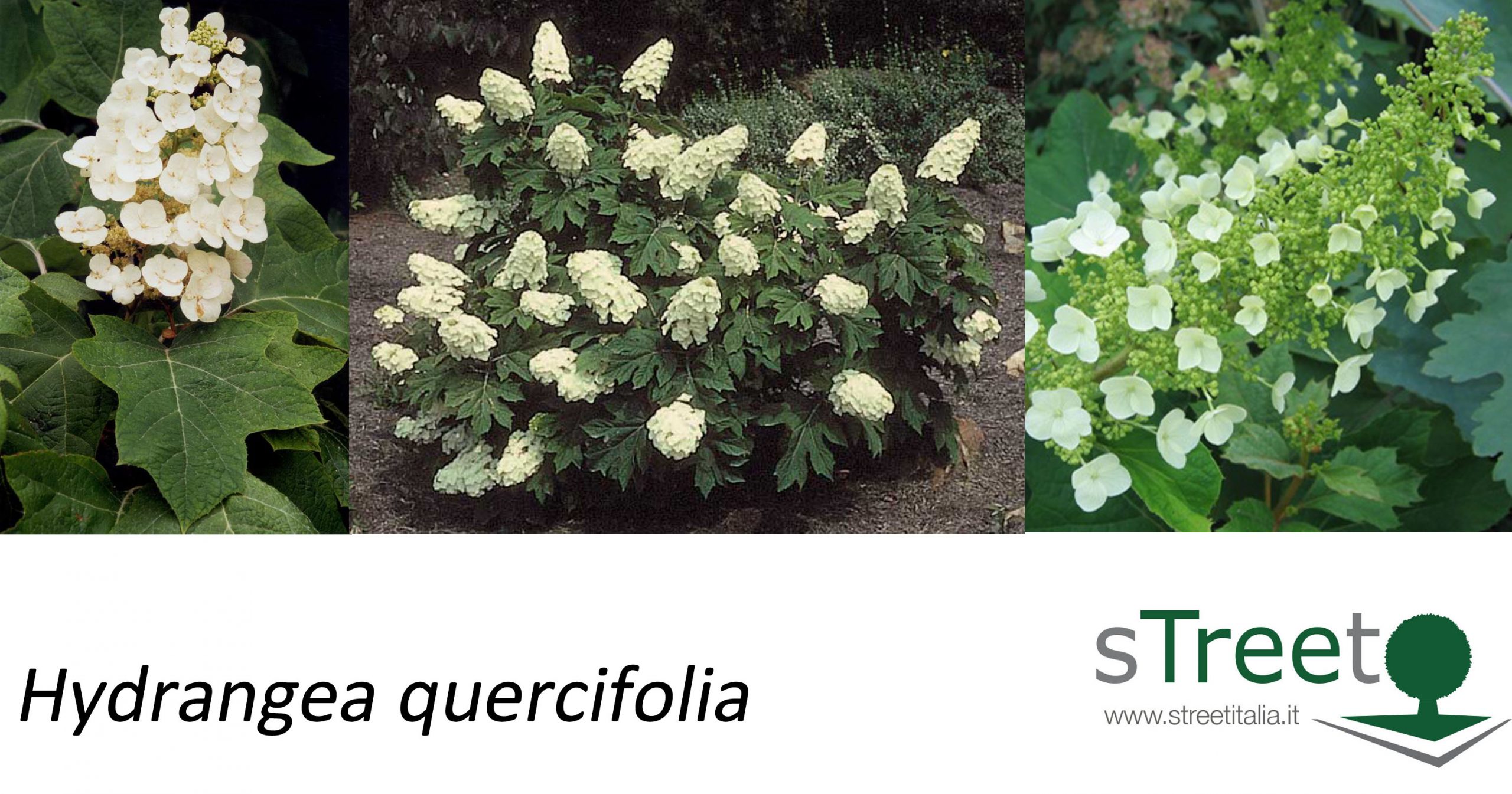 Hydrangea-quercifolia Hydrangea quercifolia