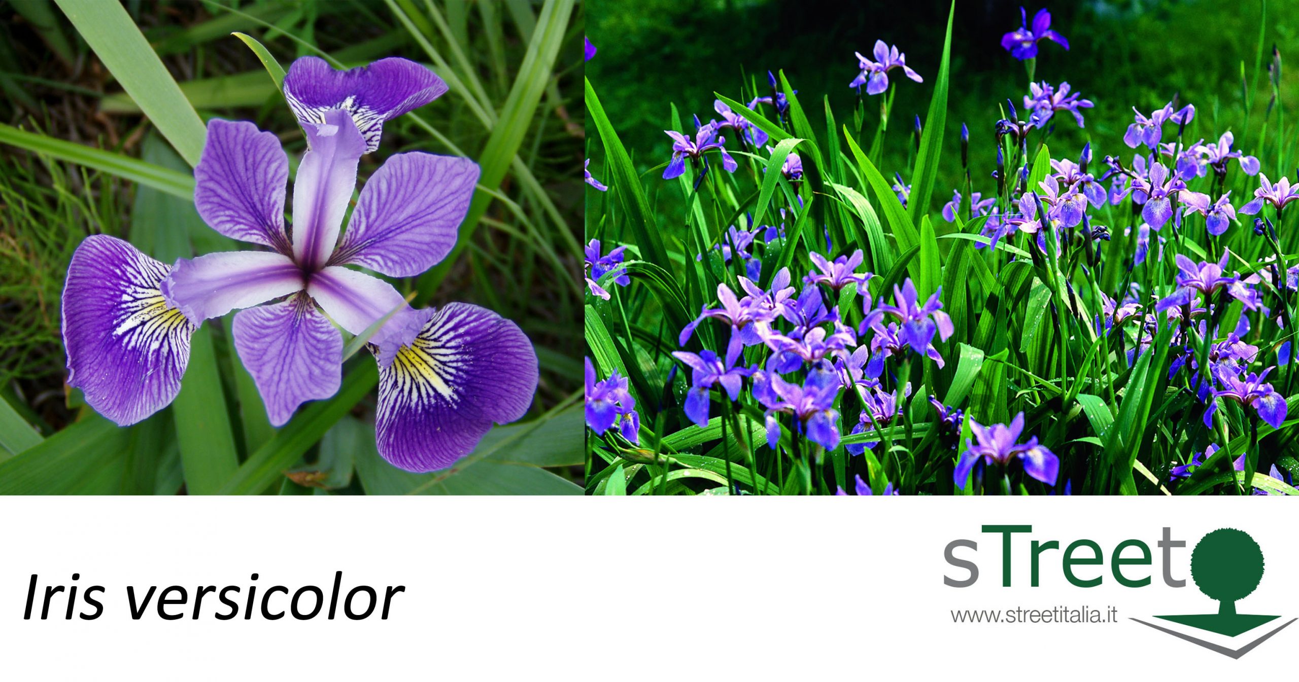 Iris-versicolor Iris-versicolor