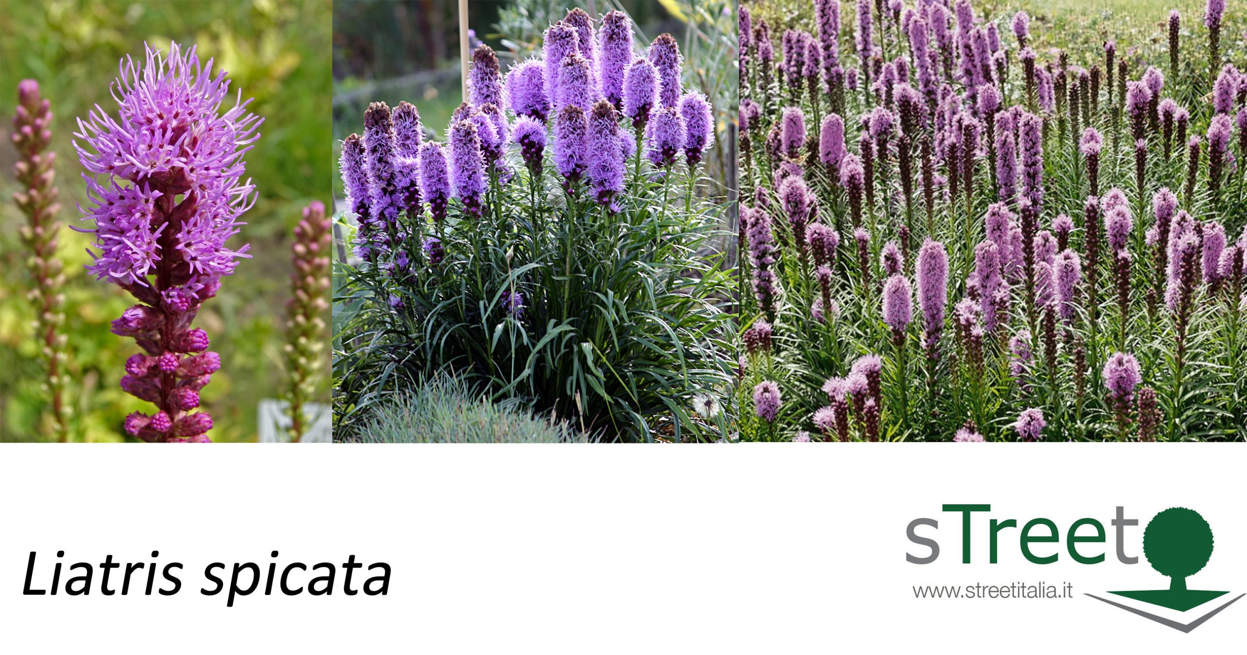 Liatris-spicata Liatris spicata