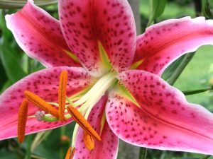 Lilium_orientalis
