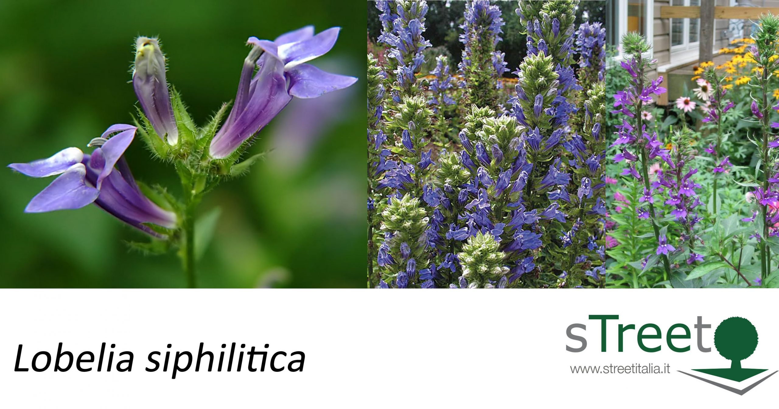 Lobelia-siphilitica Lobelia-siphilitica