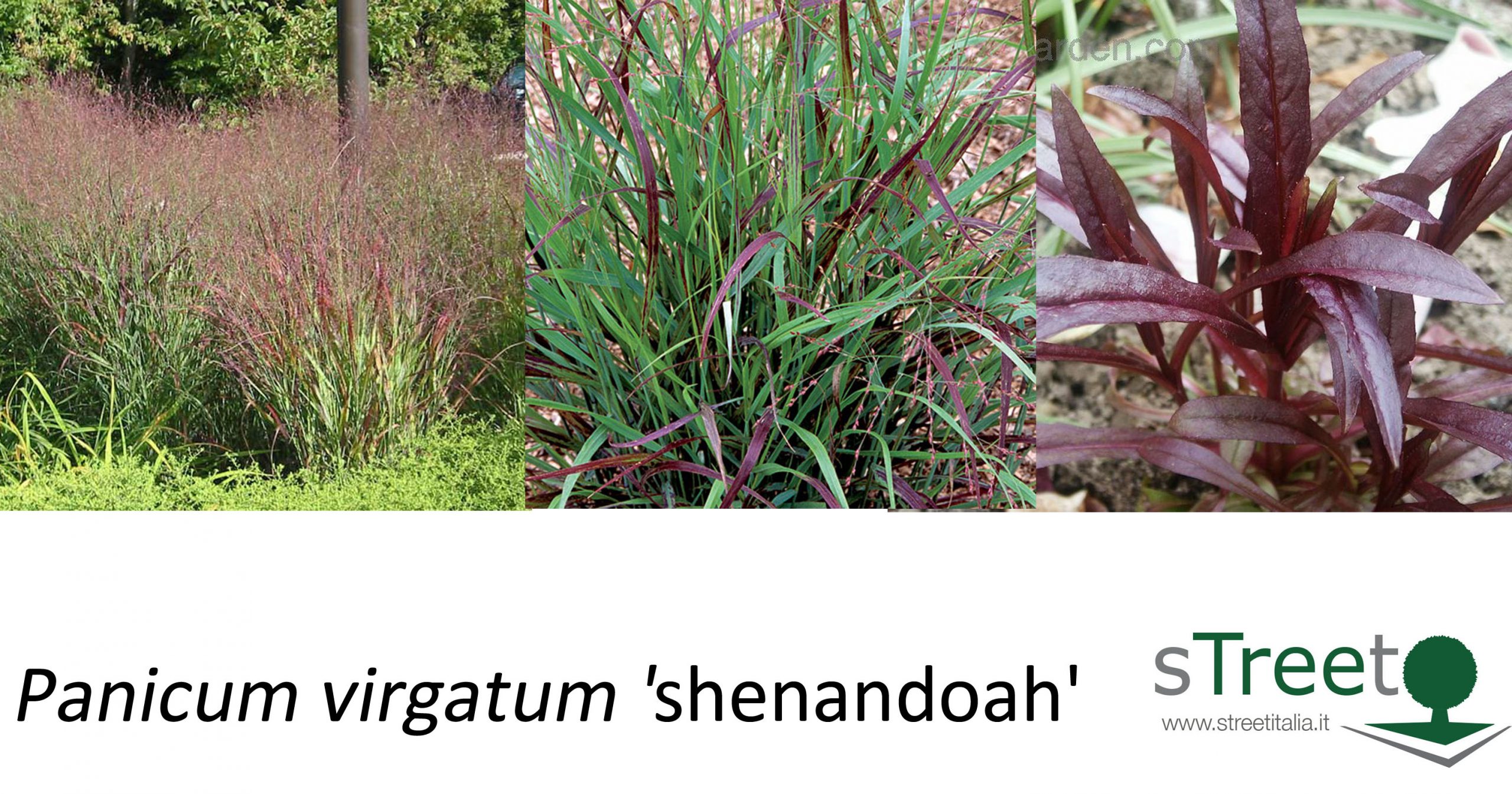 Panicum virgatum shenandoah Panicum virgatum shenandoah