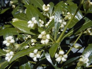 Pittosporum_heterophyllum