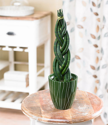 sanseveria in vaso