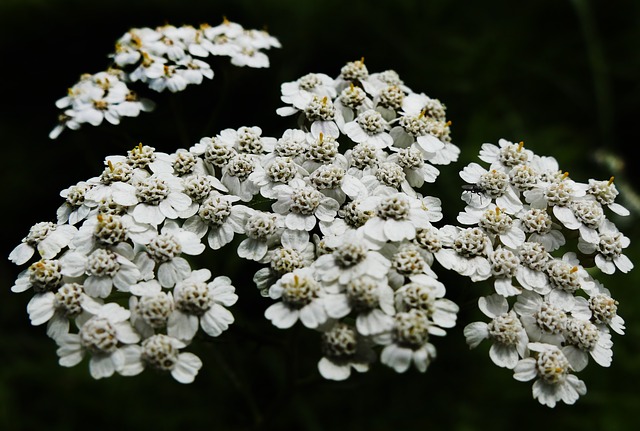 achillea