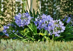 agapanthus-2