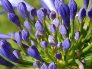 agapanthus-3