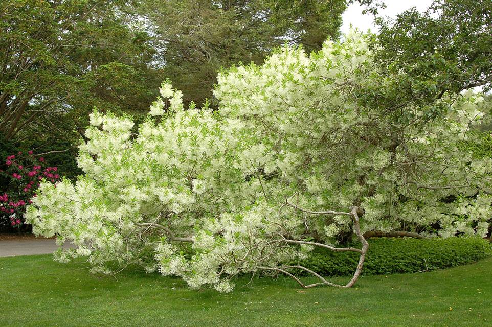 albero-della-neve