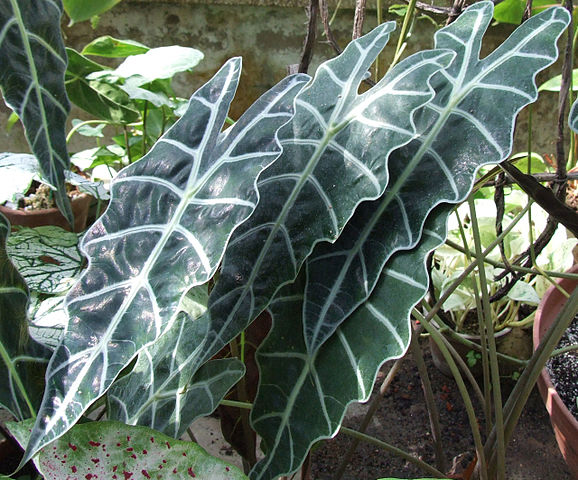 alocasia