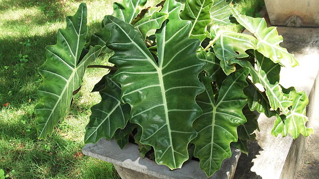 alocasia