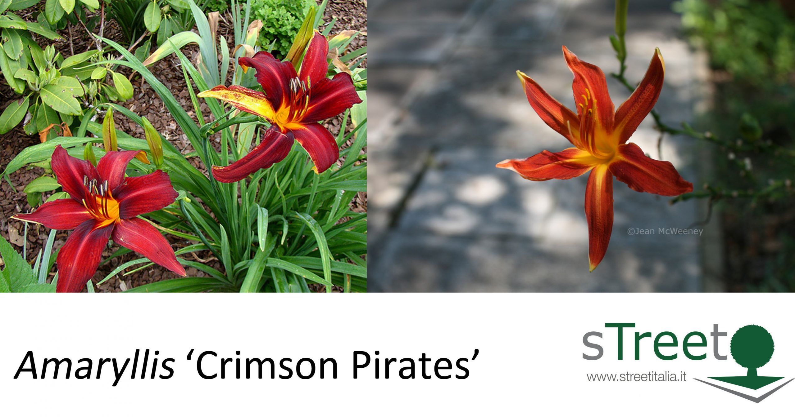 amaryllis Crimson Pirates amaryllis Crimson Pirates