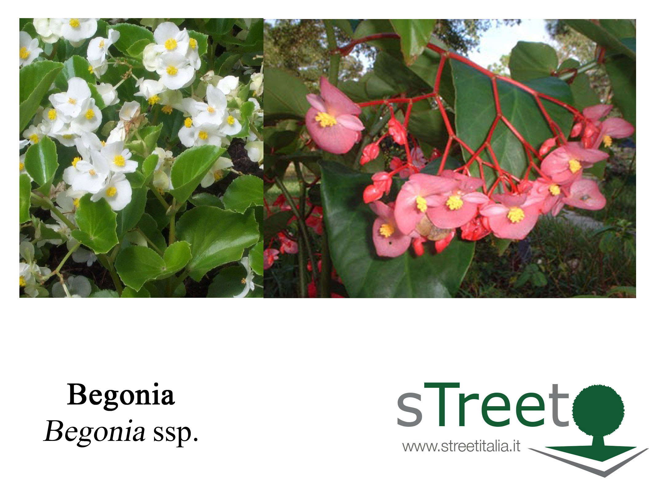 begonia